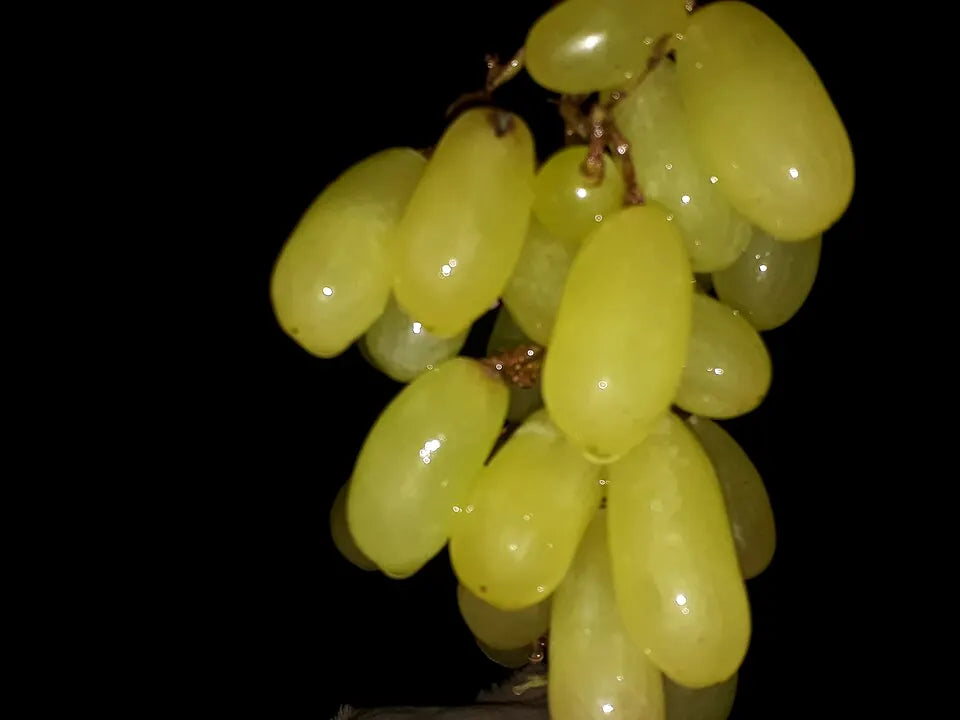 Fresh grapes representing grape pouch flavor