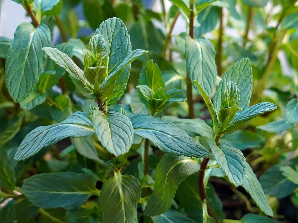 Fresh spearmint leaves representing spearmint pouch flavor