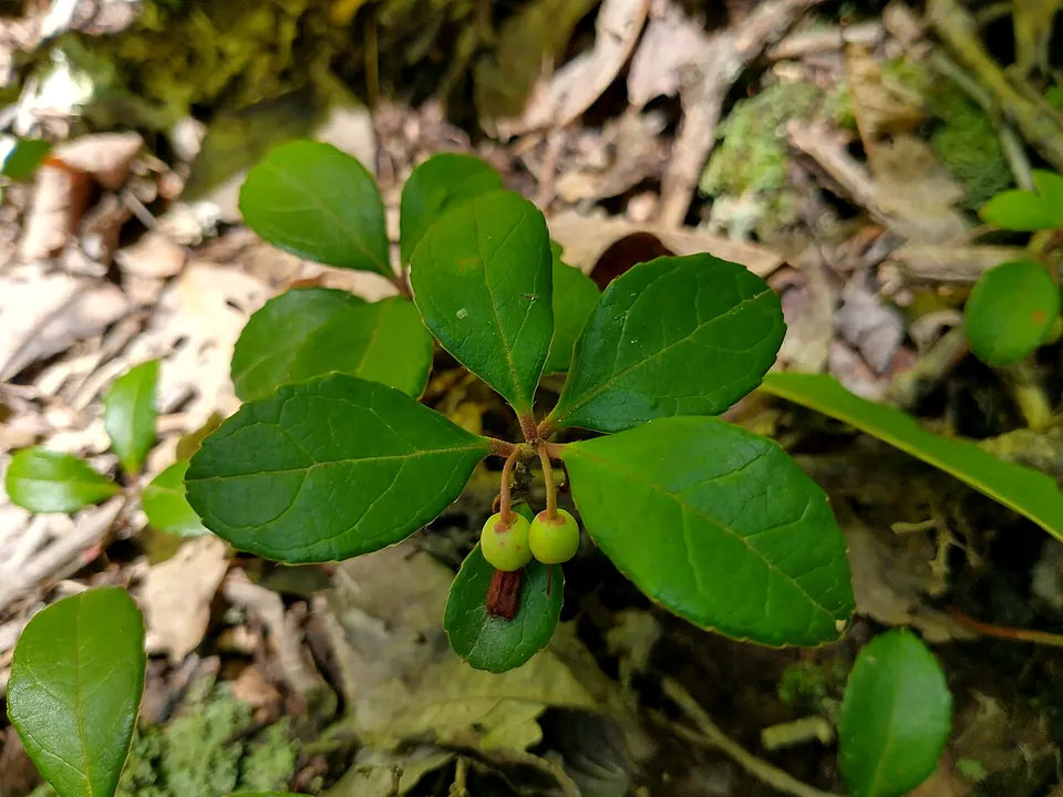 Wintergreen leaves and berries representing wintergreen pouch flavor